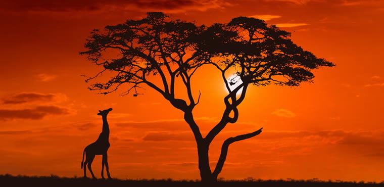4 Days Kenya Safaris
