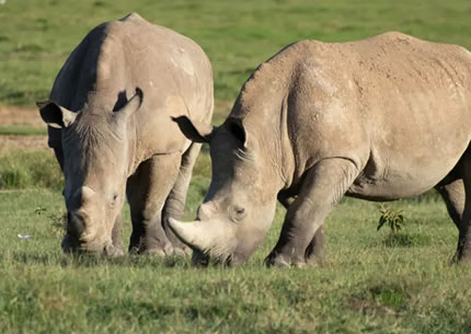 3 Days 2Nights Samburu National Park