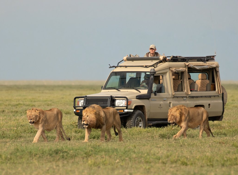 5 Days Amboseli, Ngorongoro, Serengeti & Manyara