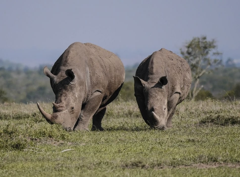 7 Days Kenya & Tanzania Safari